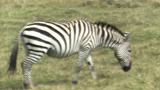 シマウマ